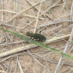 Cicindela (Myriochile) mastersi (Tiger beetle) at Gungaderra Grasslands - 18 Feb 2021 by Christine