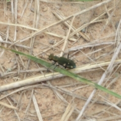 Cicindela (Myriochile) mastersi at Kaleen, ACT - 18 Feb 2021 02:03 PM