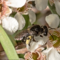 Lasioglossum sp. (genus) (Furrow Bee) at Acton, ACT - 17 Feb 2021 by Roger