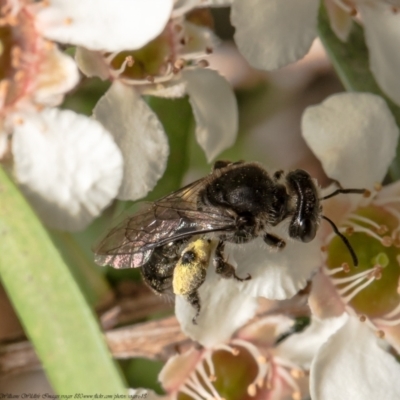 Lasioglossum sp. (genus) (Furrow Bee) at Acton, ACT - 17 Feb 2021 by Roger