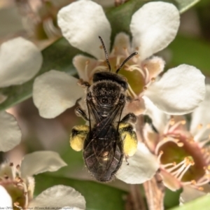 Lasioglossum sp. (genus) at Acton, ACT - 17 Feb 2021 11:01 AM