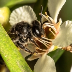 Lasioglossum sp. (genus) at Acton, ACT - 17 Feb 2021