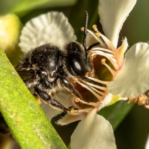 Lasioglossum sp. (genus) at Acton, ACT - 17 Feb 2021