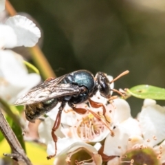 Sericophorus sp. (genus) (Sand wasp) at Acton, ACT - 15 Feb 2021 by Roger