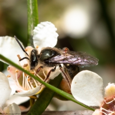 Lasioglossum (Homalictus) sp. (genus & subgenus) (Furrow Bee) at Acton, ACT - 15 Feb 2021 by Roger