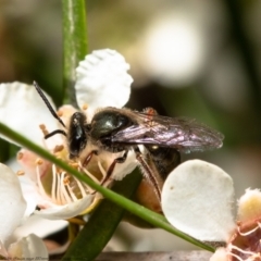 Lasioglossum (Homalictus) sp. (genus & subgenus)) (Native bee) at Acton, ACT - 14 Feb 2021 by Roger