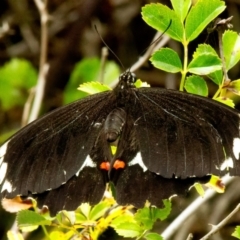 Papilio aegeus (Orchard Swallowtail, Large Citrus Butterfly) at QPRC LGA - 18 Feb 2021 by SthTallagandaSurvey