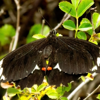Papilio aegeus (Orchard Swallowtail, Large Citrus Butterfly) at QPRC LGA - 18 Feb 2021 by SthTallagandaSurvey