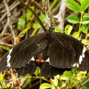 Papilio aegeus at Rossi, NSW - 18 Feb 2021