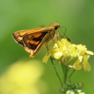 Ocybadistes walkeri at Hughes, ACT - 18 Feb 2021