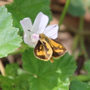 Ocybadistes walkeri at Hughes, ACT - 18 Feb 2021 03:03 PM