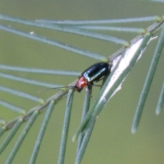 Adoxia benallae (Leaf beetle) at Red Hill Nature Reserve - 18 Feb 2021 by LisaH