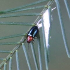 Adoxia benallae at Hughes, ACT - 18 Feb 2021