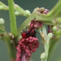 Oechalia schellenbergii (Spined Predatory Shield Bug) at Deakin, ACT - 18 Feb 2021 by LisaH