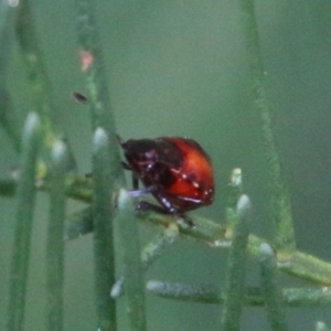 Oechalia schellenbergii at Deakin, ACT - 18 Feb 2021