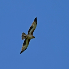 Hieraaetus morphnoides (Little Eagle) at Wonga Wetlands - 3 Feb 2021 by stephent941