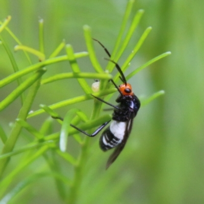 Trilaccus mimeticus (Braconid-mimic plant bug) at Red Hill Nature Reserve - 18 Feb 2021 by LisaH