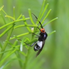 Callibracon sp. (genus) (A White Flank Black Braconid Wasp) at Deakin, ACT - 18 Feb 2021 by LisaH