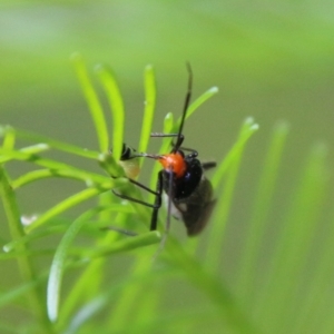 Trilaccus mimeticus at Deakin, ACT - 18 Feb 2021