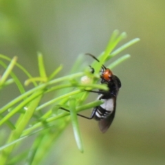 Trilaccus mimeticus at Deakin, ACT - 18 Feb 2021