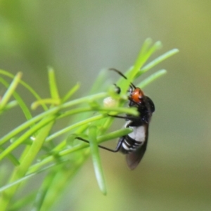 Trilaccus mimeticus at Deakin, ACT - 18 Feb 2021