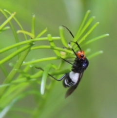 Trilaccus mimeticus at Deakin, ACT - 18 Feb 2021