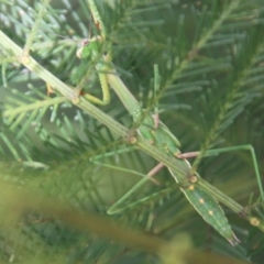 Unidentified Praying mantis (Mantodea) at Deakin, ACT - 18 Feb 2021 by LisaH