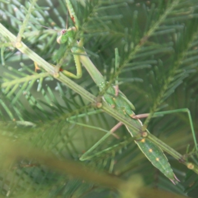 Unidentified Praying mantis (Mantodea) at Red Hill Nature Reserve - 18 Feb 2021 by LisaH