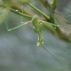 Pseudomantis albofimbriata at Deakin, ACT - 18 Feb 2021 02:45 PM