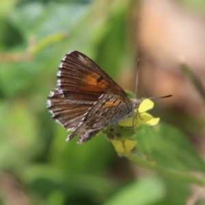 Lucia limbaria at Hughes, ACT - 18 Feb 2021 02:31 PM