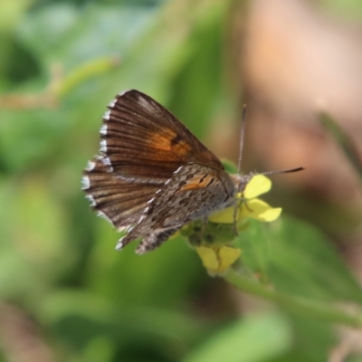 Lucia limbaria (Chequered Copper) at Red Hill to Yarralumla Creek - 18 Feb 2021 by LisaH