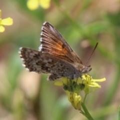 Lucia limbaria at Hughes, ACT - 18 Feb 2021 02:31 PM