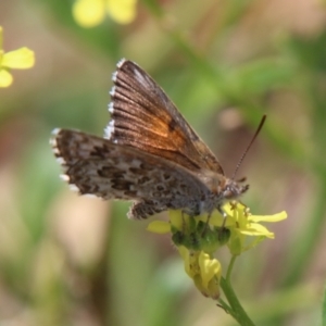 Lucia limbaria at Hughes, ACT - 18 Feb 2021 02:31 PM