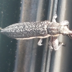 Rhinotia sp. (genus) (Unidentified Rhinotia weevil) at Holt, ACT - 18 Feb 2021 by tpreston