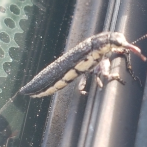 Rhinotia sp. (genus) at Holt, ACT - 18 Feb 2021