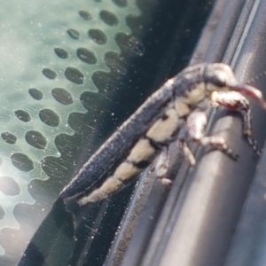 Rhinotia sp. (genus) at Holt, ACT - 18 Feb 2021