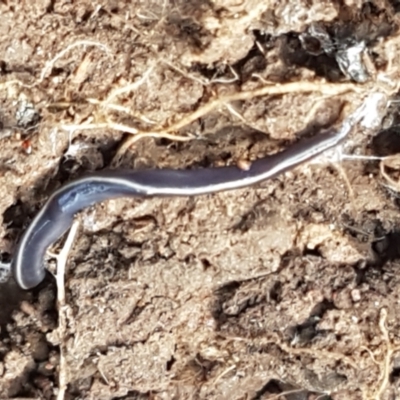 Caenoplana coerulea (Blue Planarian, Blue Garden Flatworm) at Woodstock Nature Reserve - 18 Feb 2021 by tpreston