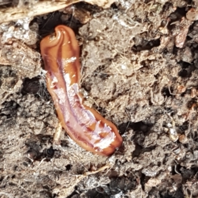 Anzoplana trilineata (A Flatworm) at Holt, ACT - 18 Feb 2021 by trevorpreston