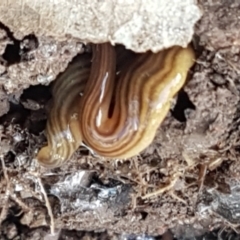 Fletchamia quinquelineata (Five-striped flatworm) at Holt, ACT - 18 Feb 2021 by tpreston