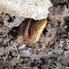 Fletchamia quinquelineata at Holt, ACT - 18 Feb 2021