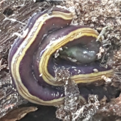 Caenoplana variegata (Two-tone Planarian) at Holt, ACT - 18 Feb 2021 by trevorpreston