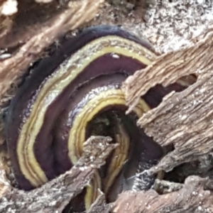 Caenoplana bicolor at Holt, ACT - 18 Feb 2021