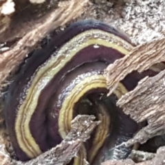 Caenoplana bicolor at Holt, ACT - 18 Feb 2021
