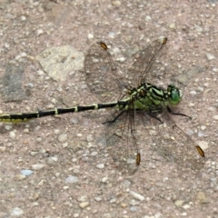 Austrogomphus guerini (Yellow-striped Hunter) at Cotter Reserve - 17 Feb 2021 by RodDeb