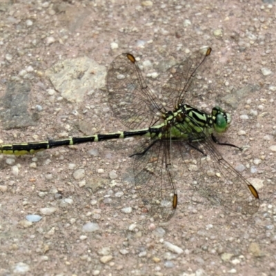 Austrogomphus guerini (Yellow-striped Hunter) at Cotter Reserve - 17 Feb 2021 by RodDeb