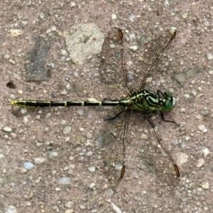 Austrogomphus guerini at Paddys River, ACT - 17 Feb 2021 12:43 PM