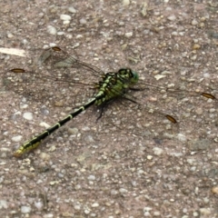 Austrogomphus guerini at Paddys River, ACT - 17 Feb 2021 12:43 PM