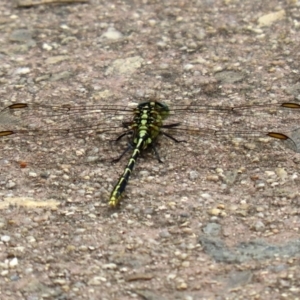 Austrogomphus guerini at Paddys River, ACT - 17 Feb 2021 12:43 PM