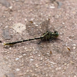 Austrogomphus guerini at Paddys River, ACT - 17 Feb 2021 12:43 PM