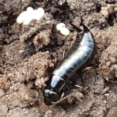 Anisolabididae (family) (Unidentified wingless earwig) at Holt, ACT - 18 Feb 2021 by trevorpreston